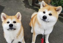 看板犬